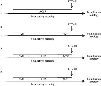 Seizure-Induced Acute Glial Activation in the in vitro Isolated Guinea Pig Brain